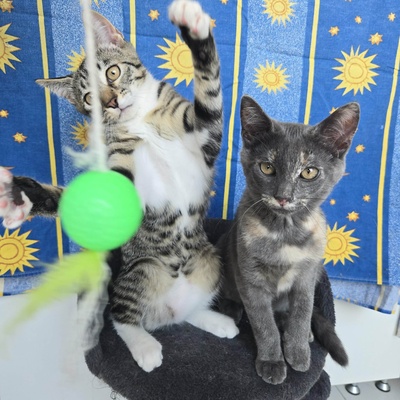 Kätzchen Dolce und Cleo finden Menschen toll, EKH Jungtier - Katze