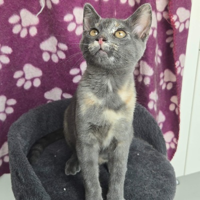 Kätzchen Dolce und Cleo finden Menschen toll, EKH Jungtier - Katze