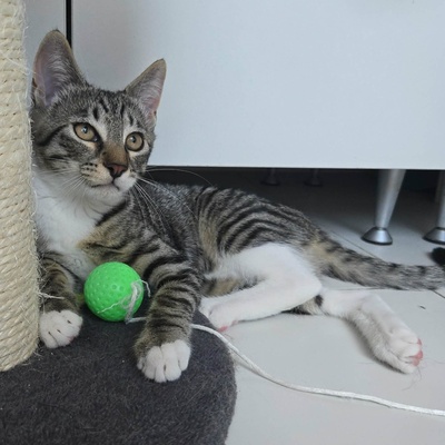 Kätzchen Dolce und Cleo finden Menschen toll, EKH Jungtier - Katze