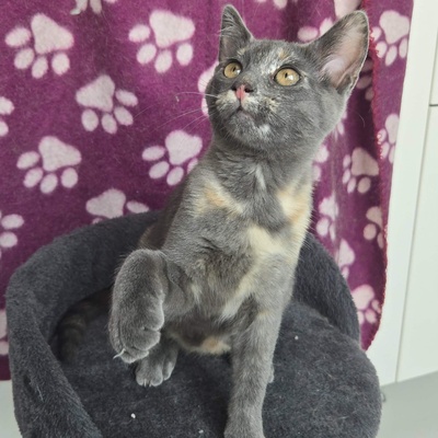 Kätzchen Dolce und Cleo finden Menschen toll, EKH Jungtier - Katze