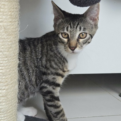 Kätzchen Dolce und Cleo finden Menschen toll, EKH Jungtier - Katze