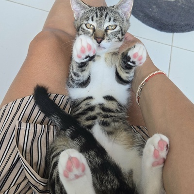 Kätzchen Dolce und Cleo finden Menschen toll, EKH Jungtier - Katze