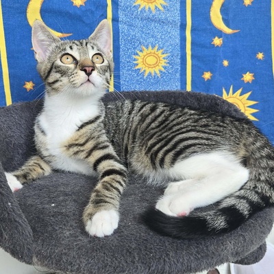 Kätzchen Dolce und Cleo finden Menschen toll, EKH Jungtier - Katze