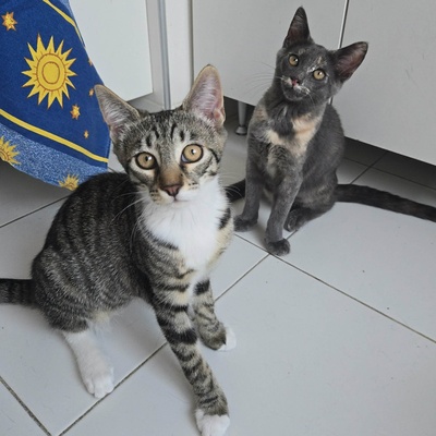 Kätzchen Dolce und Cleo finden Menschen toll, EKH Jungtier - Katze