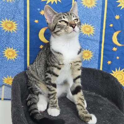 Kätzchen Dolce und Cleo finden Menschen toll, EKH Jungtier - Katze
