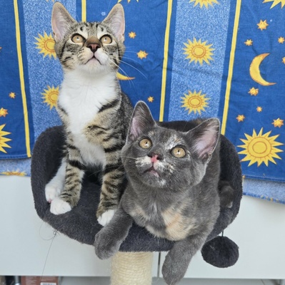 Kätzchen Dolce und Cleo finden Menschen toll, EKH Jungtier - Katze