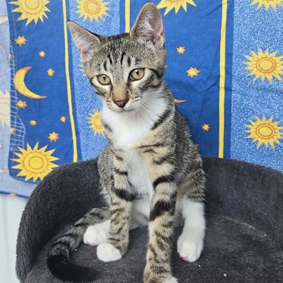 Kätzchen Dolce und Cleo finden Menschen toll, EKH Jungtier - Katze