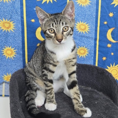 Kätzchen Dolce und Cleo finden Menschen toll, EKH Jungtier - Katze