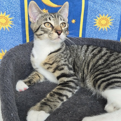 Kätzchen Dolce und Cleo finden Menschen toll, EKH Jungtier - Katze
