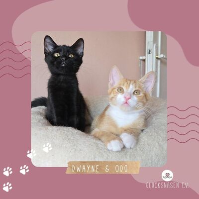 Kätzchen Dwayne und Odo möchten umziehen, EKH Jungtier - Kater