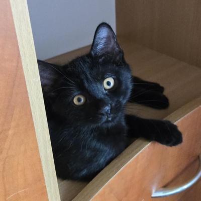Kätzchen Dwayne und Odo möchten umziehen, EKH Jungtier - Kater