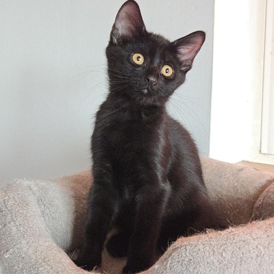 Kätzchen Dwayne und Odo möchten umziehen, EKH Jungtier - Kater