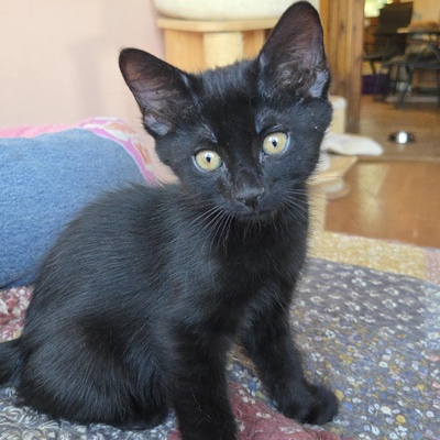 Kätzchen Dwayne und Odo möchten umziehen, EKH Jungtier - Kater