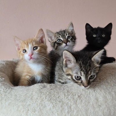 Kätzchen Dwayne und Odo möchten umziehen, EKH Jungtier - Kater