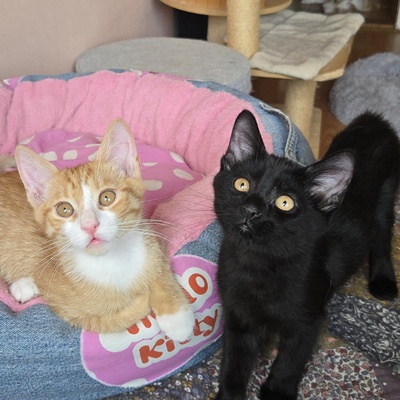Kätzchen Dwayne und Odo möchten umziehen, EKH Jungtier - Kater