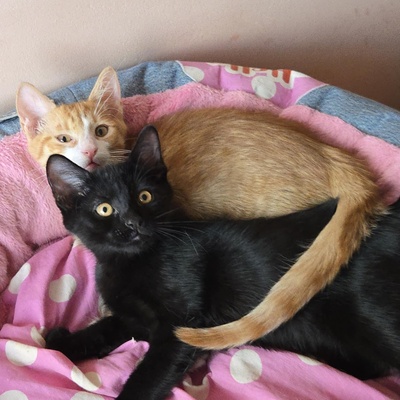 Kätzchen Dwayne und Odo möchten umziehen, EKH Jungtier - Kater