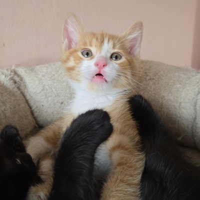 Kätzchen Dwayne und Odo möchten umziehen, EKH Jungtier - Kater