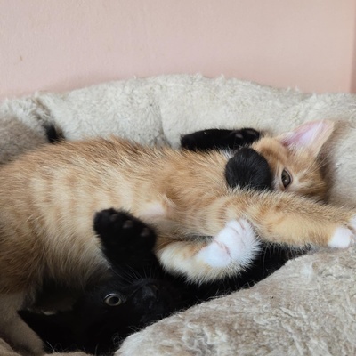 Kätzchen Dwayne und Odo möchten umziehen, EKH Jungtier - Kater