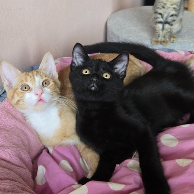 Kätzchen Dwayne und Odo möchten umziehen, EKH Jungtier - Kater