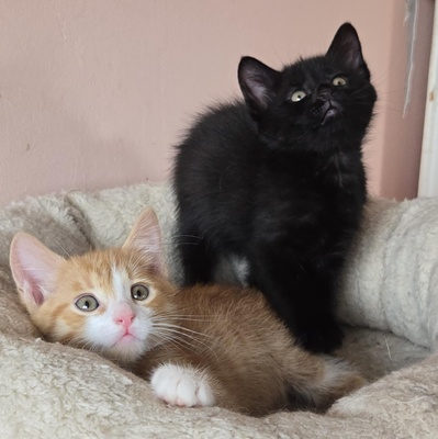 Kätzchen Dwayne und Odo möchten umziehen, EKH Jungtier - Kater