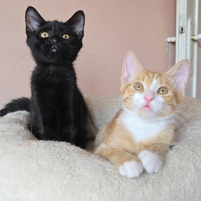 Kätzchen Dwayne und Odo möchten umziehen, EKH Jungtier - Kater