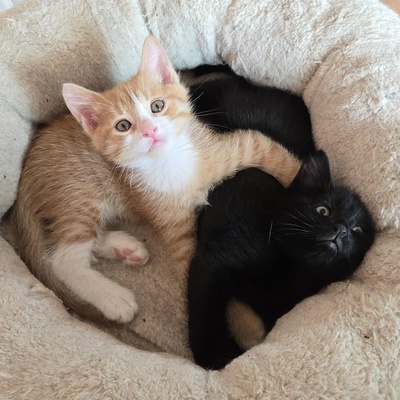 Kätzchen Dwayne und Odo möchten umziehen, EKH Jungtier - Kater