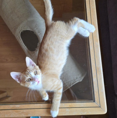Kätzchen Dwayne und Odo möchten umziehen, EKH Jungtier - Kater
