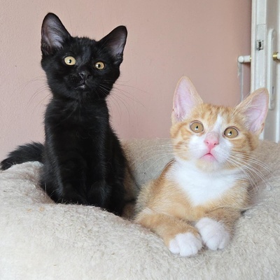 Kätzchen Dwayne und Odo möchten umziehen, EKH Jungtier - Kater