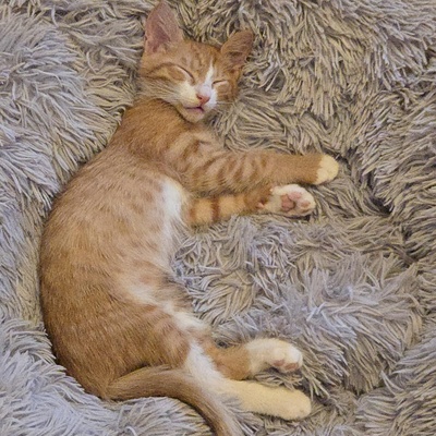 Kätzchen Dwayne und Odo möchten umziehen, EKH Jungtier - Kater