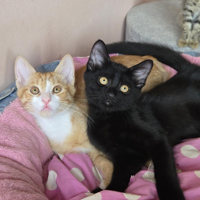 Kätzchen Dwayne und Odo möchten umziehen, EKH Jungtier - Kater