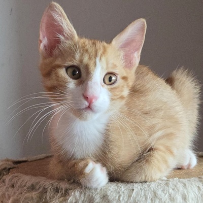 Kätzchen Dwayne und Odo möchten umziehen, EKH Jungtier - Kater