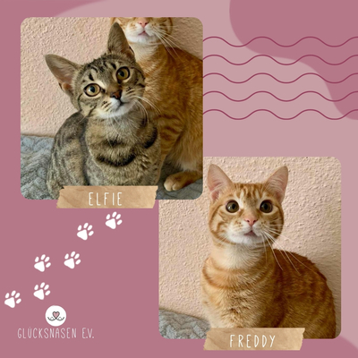 Kätzchen Elfie und Freddy spielen gern, EKH Jungtier - Katze