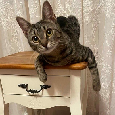 Kätzchen Elfie und Freddy spielen gern, EKH Jungtier - Katze