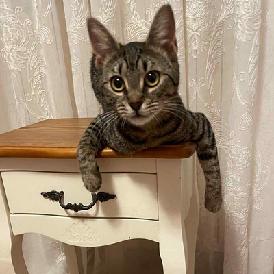Kätzchen Elfie und Freddy spielen gern, EKH Jungtier - Katze