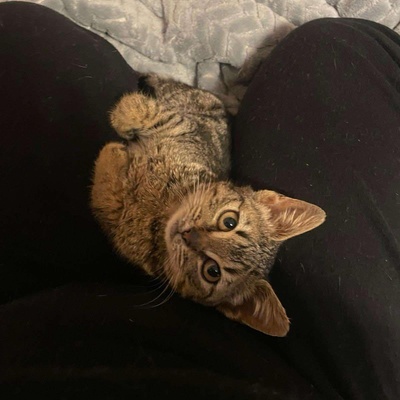 Kätzchen Elfie und Freddy spielen gern, EKH Jungtier - Katze