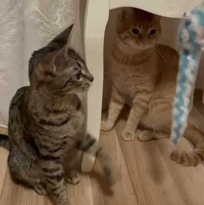 Kätzchen Elfie und Freddy spielen gern, EKH Jungtier - Katze