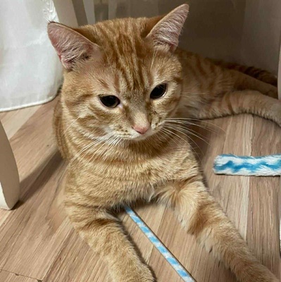 Kätzchen Elfie und Freddy spielen gern, EKH Jungtier - Katze
