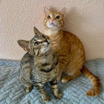 Kätzchen Elfie und Freddy spielen gern, EKH Jungtier - Katze