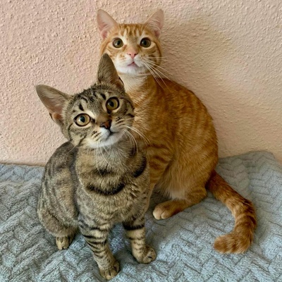 Kätzchen Elfie und Freddy spielen gern, EKH Jungtier - Katze