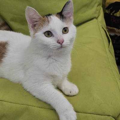 Kätzchen Elina freut sich auf Dich, EKH Jungtier - Katze