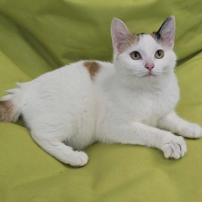 Kätzchen Elina freut sich auf Dich, EKH Jungtier - Katze