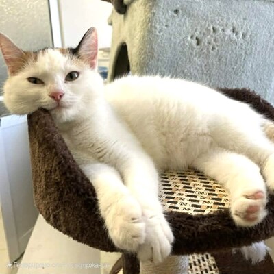 Kätzchen Elina freut sich auf Dich, EKH Jungtier - Katze