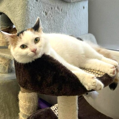 Kätzchen Elina freut sich auf Dich, EKH Jungtier - Katze