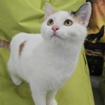 Kätzchen Elina freut sich auf Dich, EKH Jungtier - Katze