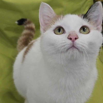 Kätzchen Elina freut sich auf Dich, EKH Jungtier - Katze