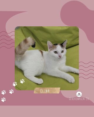 Kätzchen Elina möchte bei Dir einziehen, EKH Jungtier - Katze