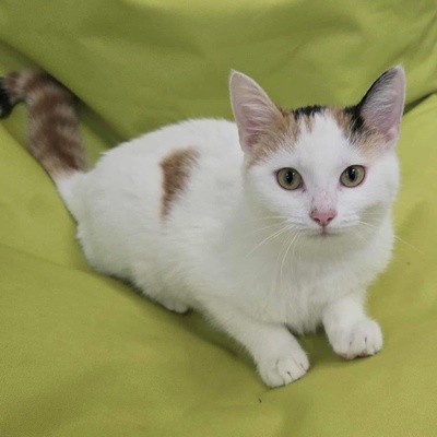 Kätzchen Elina möchte bei Dir einziehen, EKH Jungtier - Katze