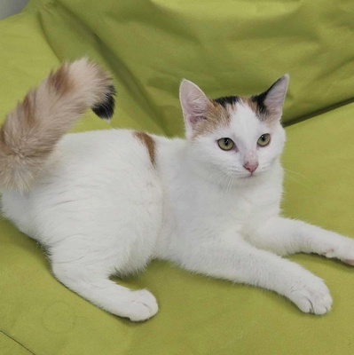 Kätzchen Elina möchte bei Dir einziehen, EKH Jungtier - Katze