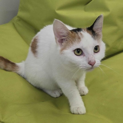 Kätzchen Elina möchte bei Dir einziehen, EKH Jungtier - Katze