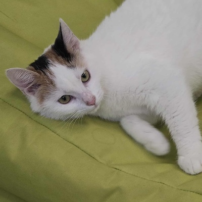 Kätzchen Elina möchte bei Dir einziehen Tierschutz Geprüfte Identität ♀, EKH Jungtier - Katze